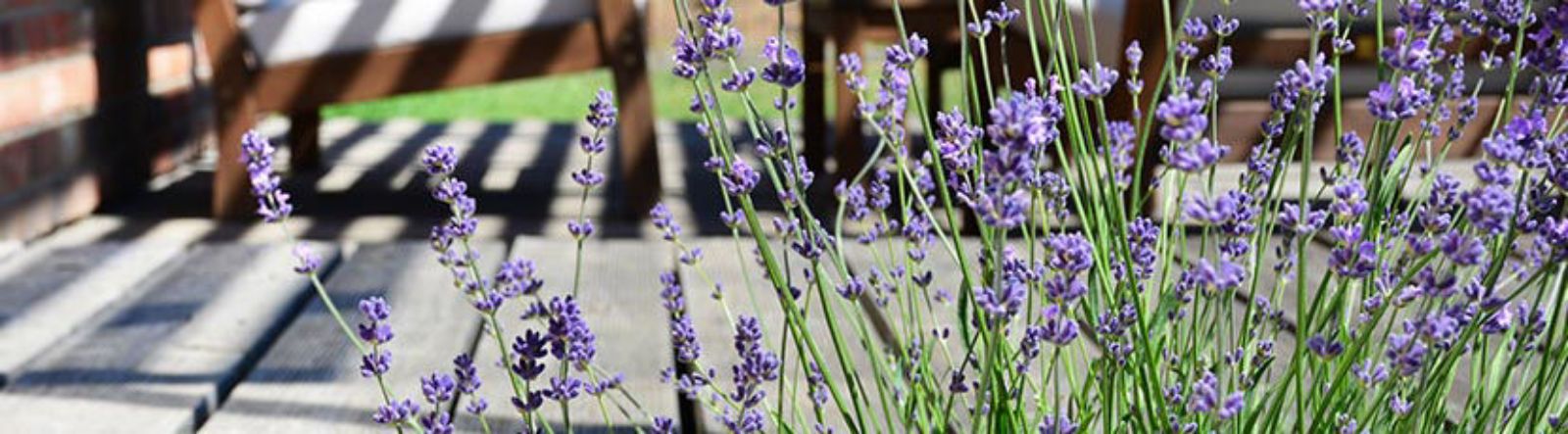 Délicieuse ambiance d'un jardin de Provence